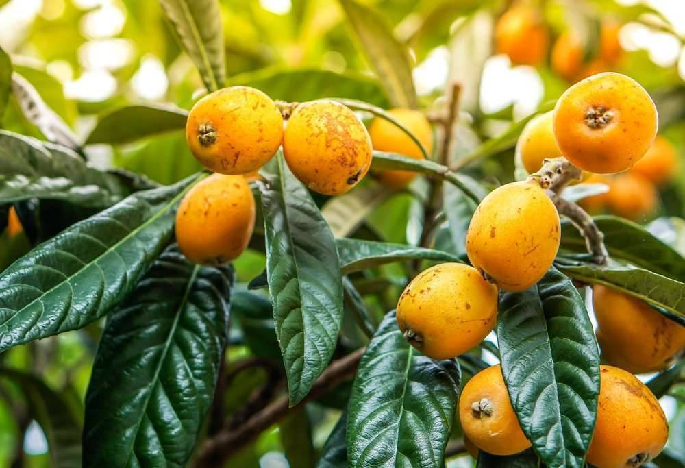 Çekirdeği bile şifa oluyor kanseri de durduruyor. Hasadı erken başladı tarlada kilosu 10 TL - Resim: 9